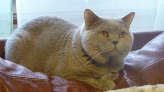 Leonardo, mon fiancé et le père de mes bébés