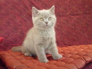 Wotan, affectueux